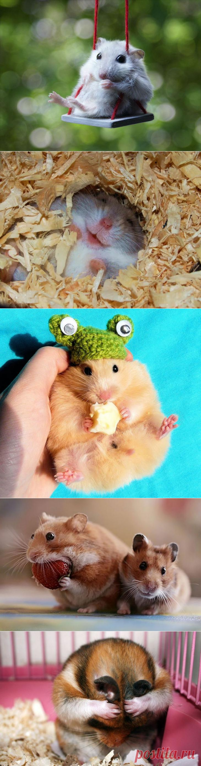 25 очаровательных хомячков, которые взорвут ваш мимиметр
