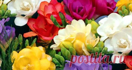 Фрезия махровая (смесь)