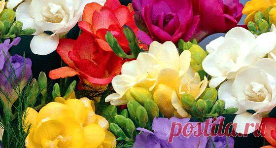 Фрезия махровая (смесь)