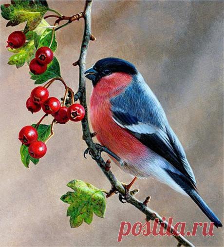 Птицы. Художник ANDREW HUTCHINSON.
Декупаж коллаж. Decoupage collage.
#дизайн #для_декупажа #картинки_для_творчества #декупаж #декор