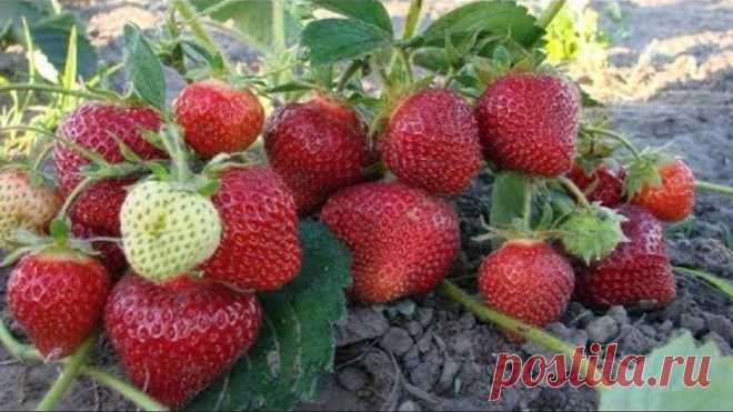 Особенная подкормка для клубники