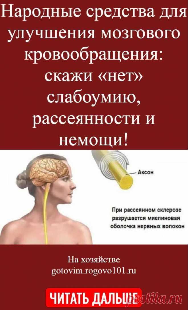 Народные средства для улучшения мозгового кровообращения: скажи «нет» слабоумию, рассеянности и немощи!