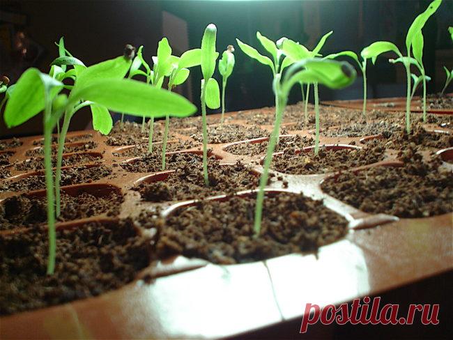 Почему вытягивается рассада и как этого можно избежать
