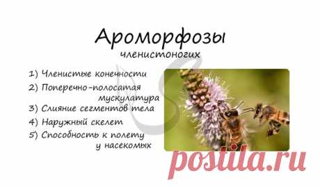 Ароморфозы членистоногих