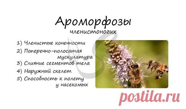 Ароморфозы членистоногих