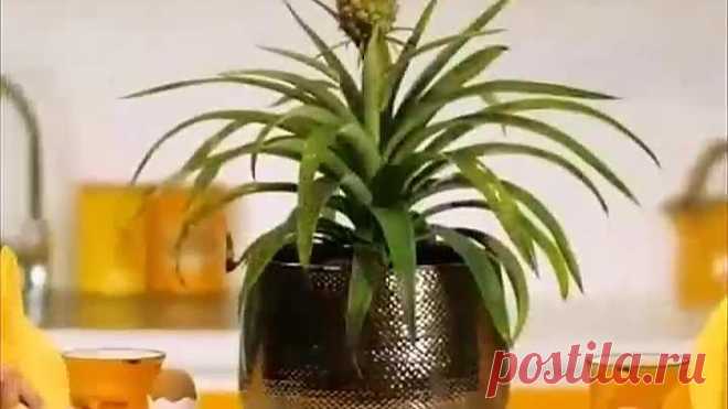 Подписывайся!