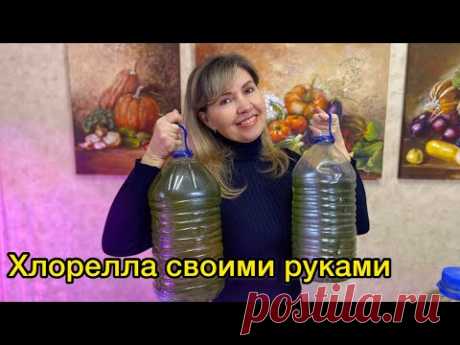 ВЫРАЩИВАНИЕ ХЛОРЕЛЛЫ ДОМА ЗА ДВЕ НЕДЕЛИ!