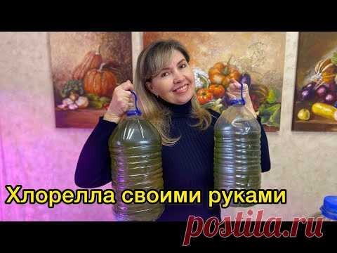 ВЫРАЩИВАНИЕ ХЛОРЕЛЛЫ ДОМА ЗА ДВЕ НЕДЕЛИ!