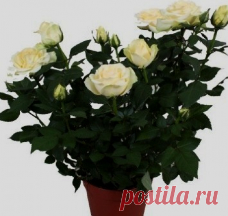 Комнатные розы – первые шаги