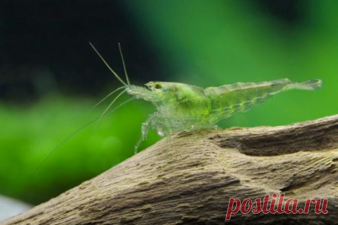 Стеклянная креветка.
Существо, которое также называют креветкой-призраком, живет в пресноводных индийских водоемах, где прячется в опавшей с деревьев листве. Имея необычную внешность, ведет обычную для ракообразного жизнь, прекрасно справляясь с ролью мусорщика.