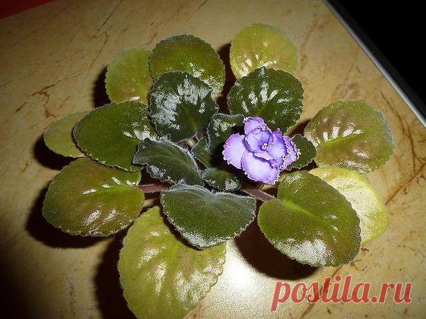 Описание классического сорта фиалки Голубой дракон