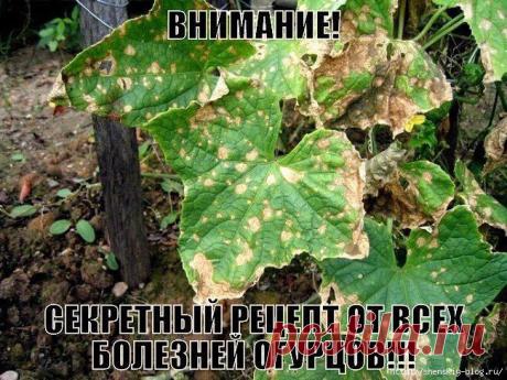 Одноклассники