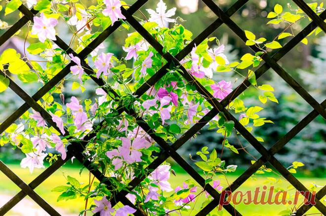 Красиво обозначить любую зону (игровую, релакса, спортивную, барбекю) можно с помощью арок шпалер — вертикальных решетчатых конструкций для вьющихся растений. Чаще всего сажают плетистые розы, хмель, девичий виноград, клематисы, жимолость, актинидию, кирказон, фаллопию.