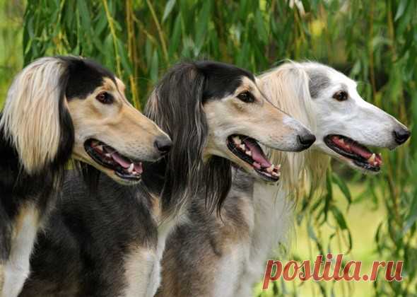 11 старейших пород собак | PetTips