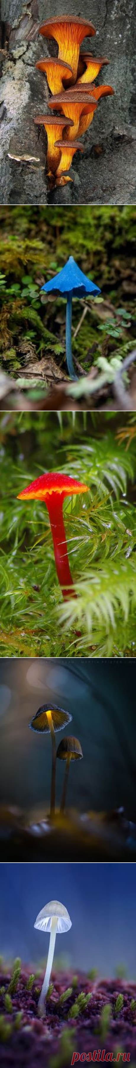 (1070) Mushroomclimber | Amazing Pictures - Amazing Pictures, Images, Photography from Travels All Aronud the World | Mushrooms