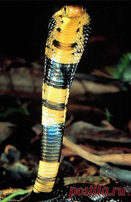 Forest cobra (Naja melanoleuca), Kakamega Forest, Kenya.