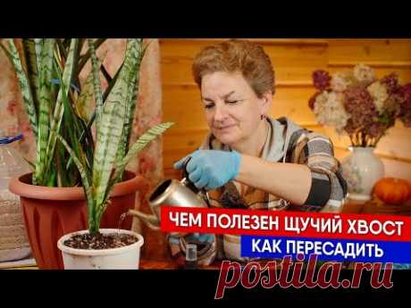 Чем полезен щучий хвост - как пересадить