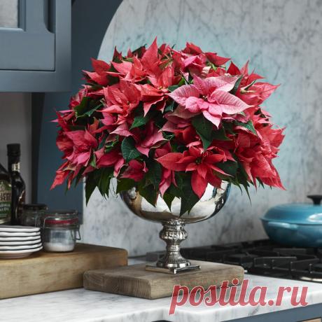 Пуансеттия - знаменитый рождественский цветок, который можно купить сейчас и цвести он будет в декабре-январе | Добрый дачник | Яндекс Дзен