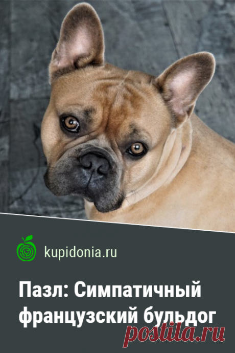 Пазл онлайн: Симпатичный французский бульдог. Красивый пазл онлайн с французским бульдогом из серий «Домашние животные» и «Собаки». Собери пазл на сайте!