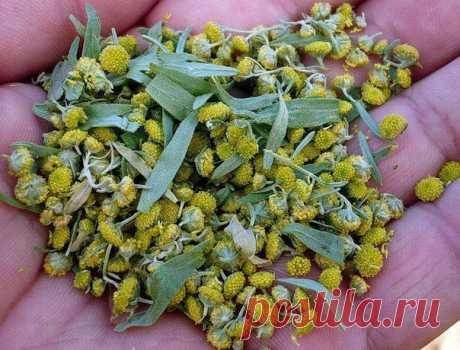 Новости Полынь от паразитов