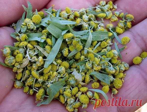 Новости Полынь от паразитов