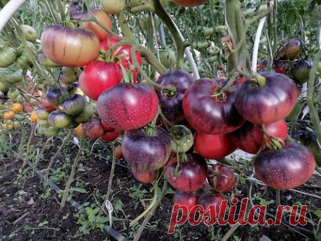 Супер томаты в открытом грунте