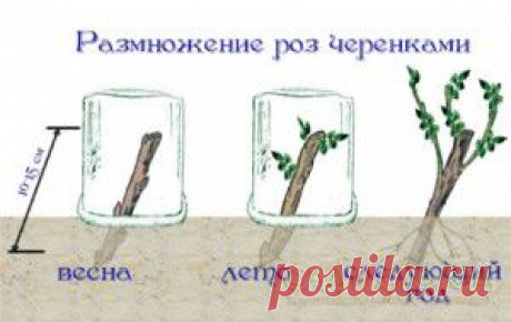 СОЯ УКРЕПЛЯЕТ КОСТИ.