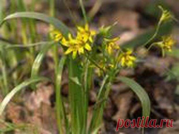 Гусиный лук
Ранней весной распускаются на тонком стебельке мелкие цветки желтого подснежника, еще называют его в народе гусятник, гусиный лук, гадючий лук, лук птичий. Научное название растения Gagea lutea L. (Гагея желтая), в честь Фомы Гаге, голандского ботаника который в 1648 году изучил Гусиный лук желтый и дал его подробное описание. Травянистое растение высотой около 15 см […]
Читай пост далее на сайте. Жми ⏫ссылку выше