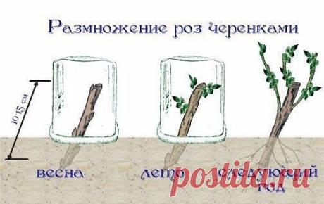 РАЗМНОЖЕНИЕ ЦВЕТОВ ЧЕРЕНКОВАНИЕМ