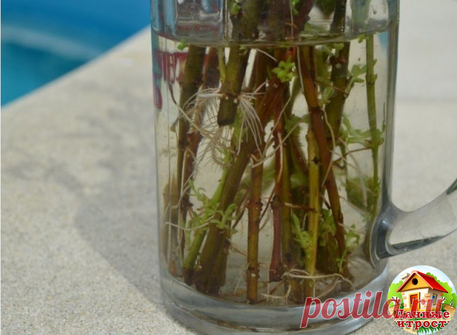 Восемь секретов укоренения черенков

Ни для кого не секрет, что черенки можно укоренять старым добрым способом – в банке с водой. Правда, не у всех это получается: то черенок не дает по какой-то причине корней, то после появления первых корешков ни с того ни с сего гибнет. А все потому, что есть несколько секретов, которыми мы хотим с вами поделиться.

1. В прозрачной посуде корешки появляются с меньшей охотой, чем в непрозрачной. Поэтому выбирайте тару, в которую не прони...