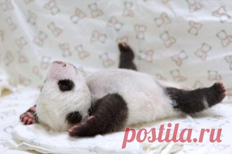 Потрясающие фото детенышей панды, которые моментально поднимут вам настроение