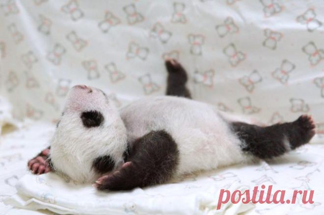 Потрясающие фото детенышей панды, которые моментально поднимут вам настроение