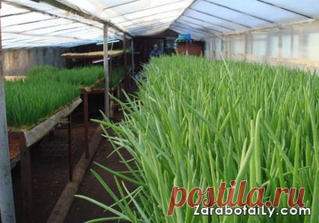 Продажа лука с доставкой по России. Технология выгонки лука на перо