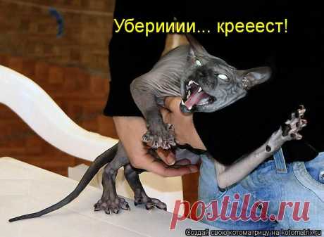 СФИНКСЫ - это АДСКИЕ КОШКИ. ЧЕРТОВСКИ смешные