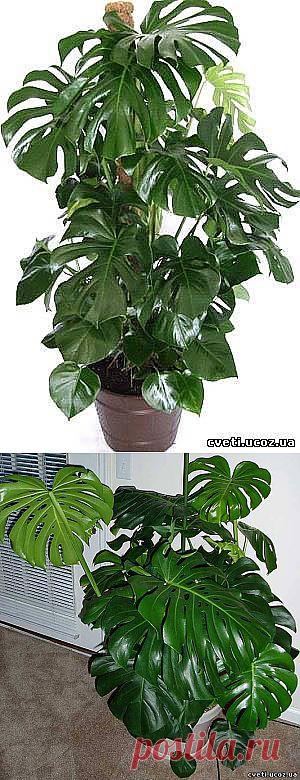 Монстера-особенности ухода и разведения - Монстера - Комнатные цветы и растения - Каталог статей - Цветы и растения