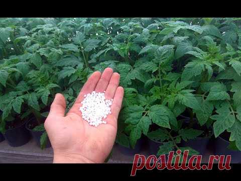 Какие важные подкормки для крепкой и полноценной рассады