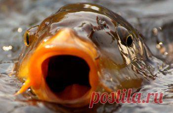 Правила рыболовства ПМР | Новости - mirpmr.ru