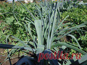 Лук порей нетрудно вырастить и сохранить