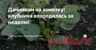 Дачникам на заметку: клубника возродилась за неделю! Почти как Феникс – я такого не ожидала! А ведь уже начала свыкаться с мыслью, что клубники в этом сезоне у нас не будет...