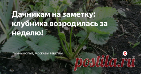 Дачникам на заметку: клубника возродилась за неделю! Почти как Феникс – я такого не ожидала! А ведь уже начала свыкаться с мыслью, что клубники в этом сезоне у нас не будет...