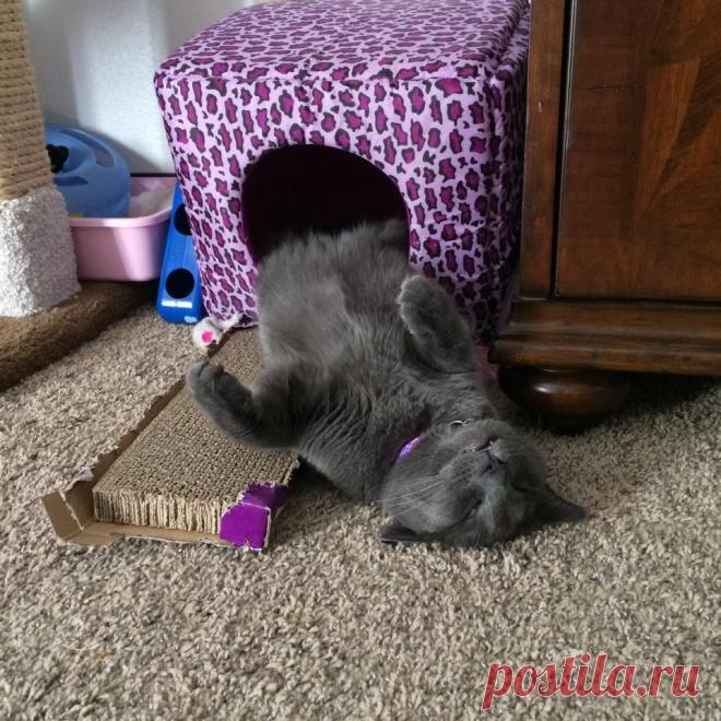 Уматные кошаки от Михалыча! | 5минутка