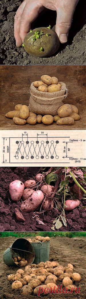 Все о картофеле-различные методики и способы.