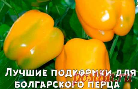 Лучшие подкормки для сладкого перца
Чем же подкормить перчик после пересадки его на постоянное место в открытый грунт?
В период цветения в качестве подкормки используйте следующий раствор. На емкость, объемом 100 литров возьмите: 
• 5-6 кг листьев молодой крапивы, мать-и-мачехи, подорожника, мокрицы, одуванчика;
• 10 л перепревшего коровьего навоза;
• 10 столовых ложек золы.
Все компоненты сложите на дно емкости, а затем залейте ее водой. Теперь содержимое емкости перемешайте, настаивайте в т
