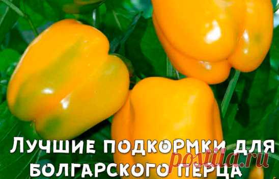 Лучшие подкормки для сладкого перца
Чем же подкормить перчик после пересадки его на постоянное место в открытый грунт?
В период цветения в качестве подкормки используйте следующий раствор. На емкость, объемом 100 литров возьмите: 
• 5-6 кг листьев молодой крапивы, мать-и-мачехи, подорожника, мокрицы, одуванчика;
• 10 л перепревшего коровьего навоза;
• 10 столовых ложек золы.
Все компоненты сложите на дно емкости, а затем залейте ее водой. Теперь содержимое емкости перемешайте, настаивайте в т
