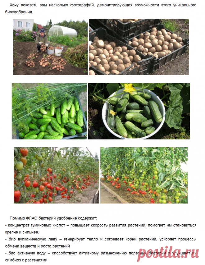 Помимо урожайности, повышаются вкусовые и полезные свойства продуктов, а также их размер и форма (что может быть важно для тех, кто занимается выращиванием сельскохозяйственной продукции на продажу). Улучшаются практически все показатели.
Помимо ФЛАО бактерий удобрение содержит:
- концентрат гуминовых кислот – повышает скорость развития растений, помогает им становиться крепче и сильнее.
- био вулканическую лаву – генерирует тепло и согревает корни растений, ускоряет проце...