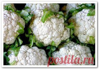 Видео уроки онлайн - Videouroki-onlain.com: Сад и огород