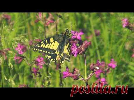 Природа Инзы. Река Инза. Июнь.