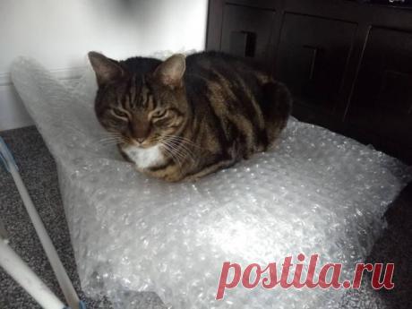 Удивительные способы применения пузырчатой плёнки - Сделай сам - медиаплатформа МирТесен