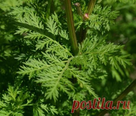 Это удивительное растение способно убить до 98% раковых клеток уже в течение 16 часов