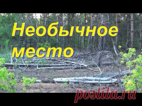 Необычное место в сосновом лесу